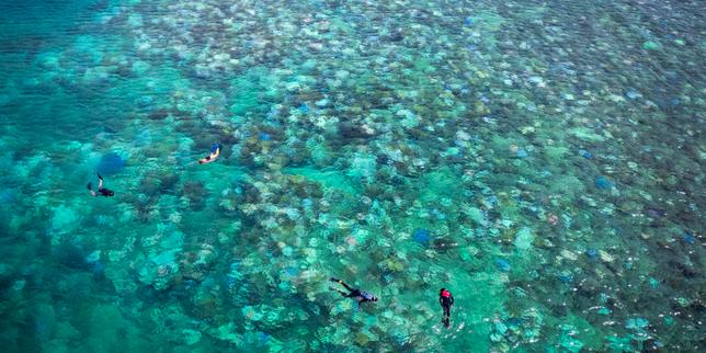 En Australie, les écosystèmes marins affectés comme jamais par le réchauffement climatique